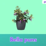 Bella puns